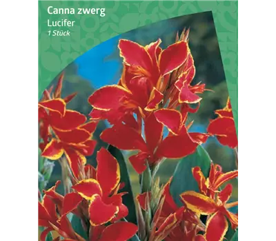 Canna Dwarf 'Lucifer'