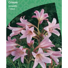 Crinum powellii