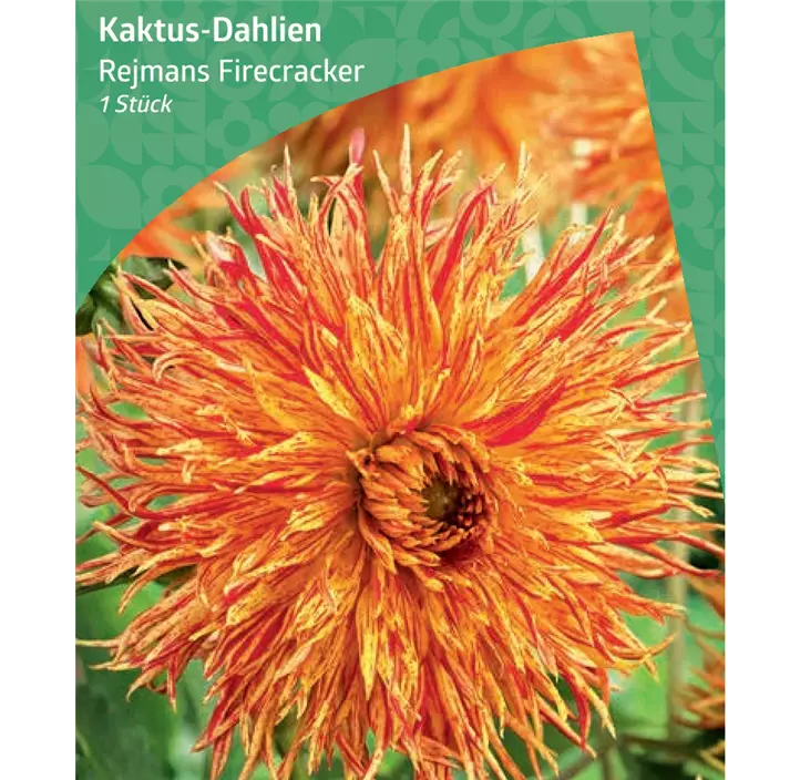 Kaktus-Dahlie 'Rejmans Firecracker'