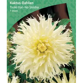 Dahlia Cactus 'Tsuki-Yori-No-Shisha'