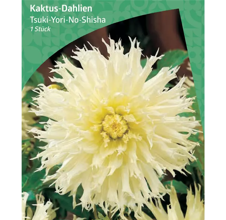 Kaktus-Dahlie 'Tsuki-Yori-No-Shisha'