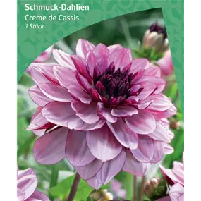 Dahlia Decorative 'Creme de Cassis'