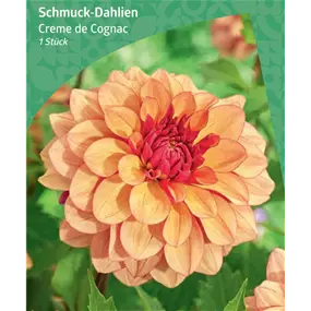Dahlia Decorative 'Creme de Cognac'