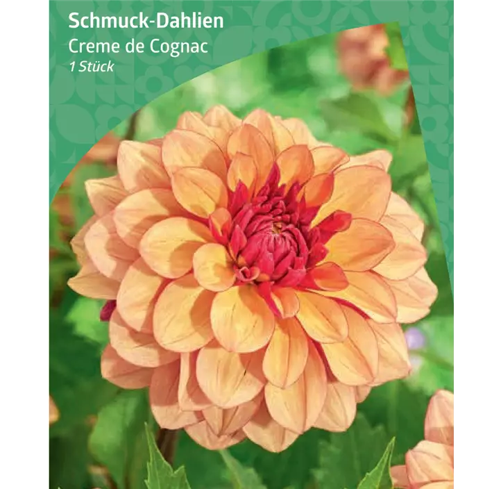 Schmuck-Dahlie 'Creme de Cognac'