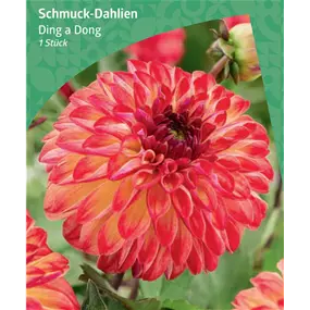 Dahlia Decorative 'Ding a Dong'