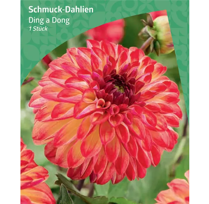 Schmuck-Dahlie 'Ding a Dong'
