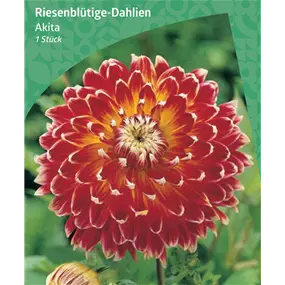 Dahlia Decorative Dinnerplate 'Akita'