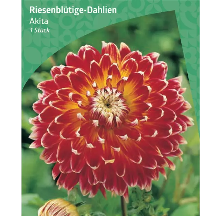 Riesenblütige-Dahlie 'Akita'
