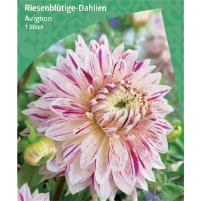 Dahlia Decorative Dinnerplate 'Avignon' 