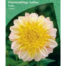 Dahlia Anemone Flowering 'Polka'