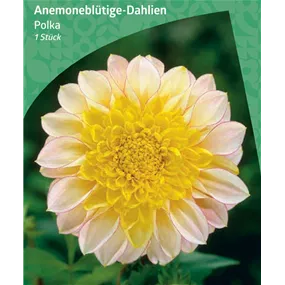 Dahlia Anemone Flowering 'Polka'