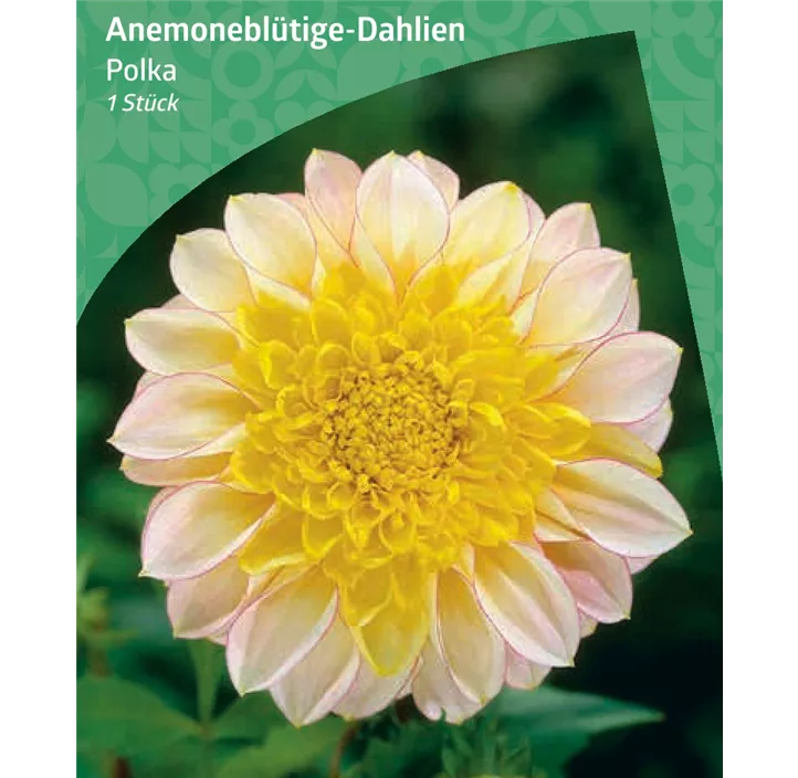 Anemoneblütige-Dahlie 'Polka'