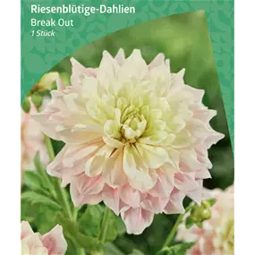 Dahlia Decorative Dinnerplate 'Break Out'