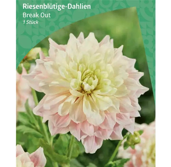 Riesenblütige-Dahlie 'Break Out'