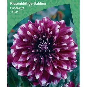 Dahlia Decorative Dinnerplate 'Contraste'