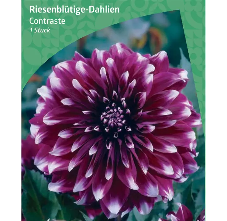 Riesenblütige-Dahlie 'Contraste'
