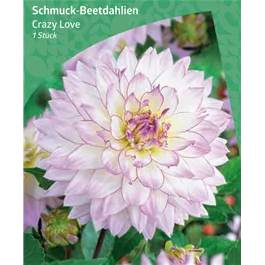 Dahlia Border Deco 'Crazy Love'