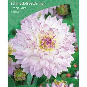 Dahlia Border Deco 'Crazy Love'