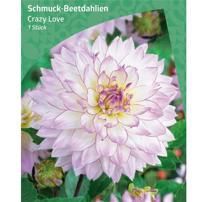 Schmuck-Beetdahlien 'Crazy Love'