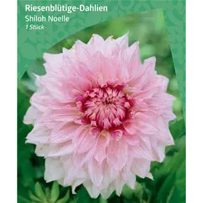 Dahlia Decorative Dinnerplate 'Shiloh Noelle'