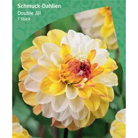 Dahlia Deko 'Double Jill'