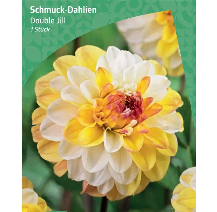 Schmuck-Dahlie 'Double Jill'