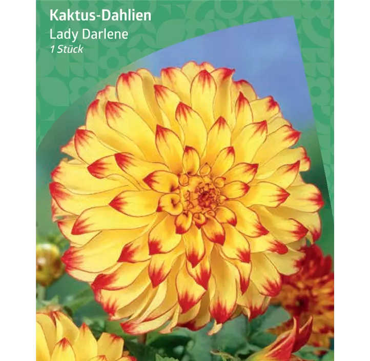 Kaktus-Dahlie 'Lady Darlene'