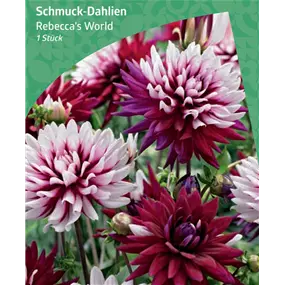 Dahlia Deko 'Rebecca's World'