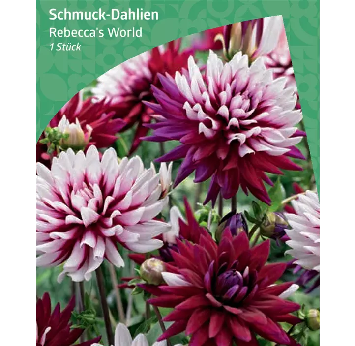 Schmuck-Dahlie 'Rebecca's World'