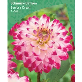 Dahlia Deko 'Senior's Dream'