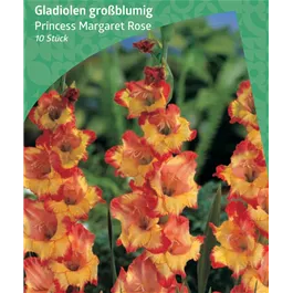 Gladiolus 'Princess Margaret Rose'