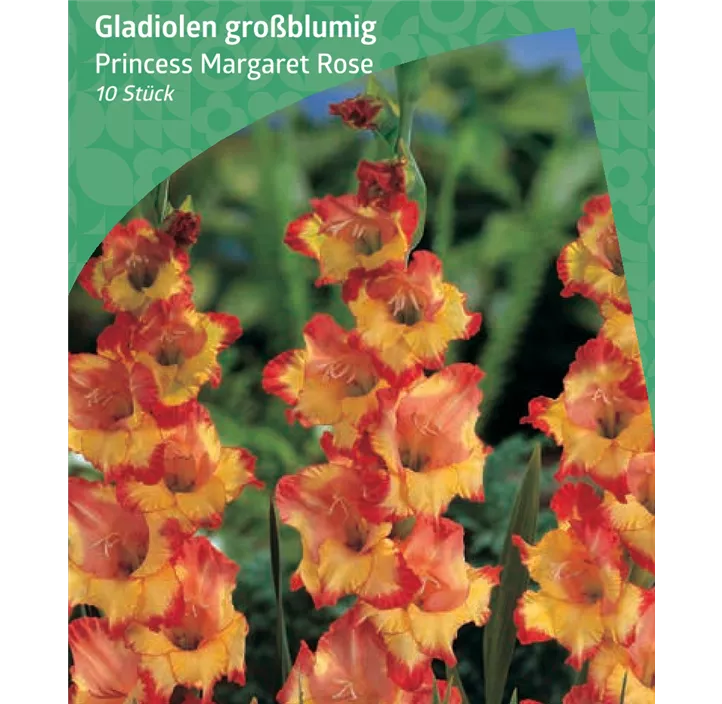 Gladiole großblumig 'Princess Margaret Rose'