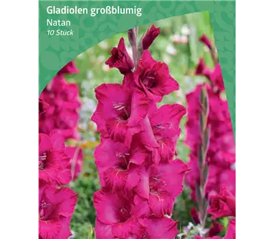 Gladiolus Large Flowering 'Natan'