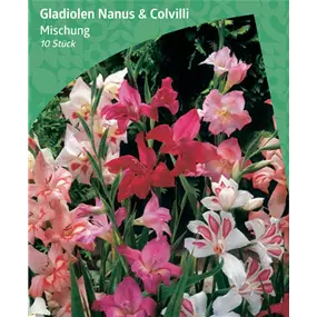 Gladiolus Mixed 'Nanus & Colvilli' 