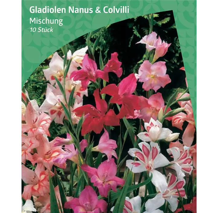 Zwerggladiole Mischung 'Nanus & Colvilli'