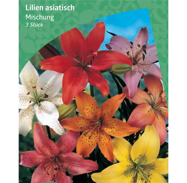 asiatische Lilie Mischung