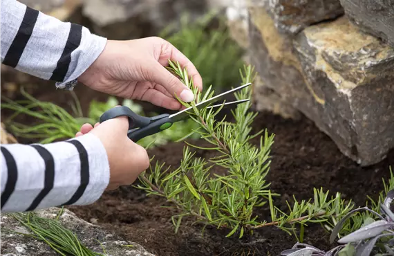 Kräuterbeet - Kräuter ernten