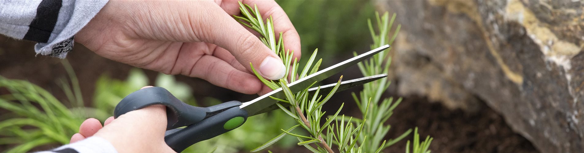 Kräuterbeet - Kräuter ernten Kräuterbeet - Kräuter ernten