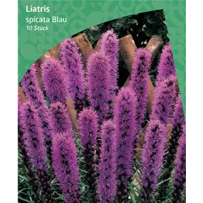 Liatris spicata purple