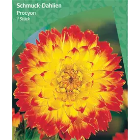 Dahlia Decorative 'Procyon'
