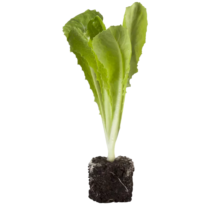 Romanasalat