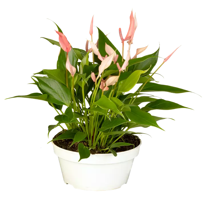 Flamingoblume 'Lilli'