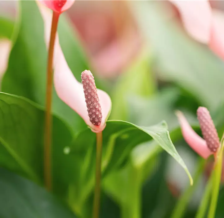 Flamingoblume 'Lilli'