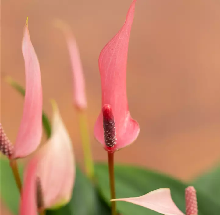 Flamingoblume 'Lilli'