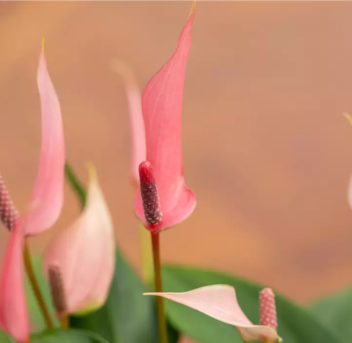 Flamingoblume 'Lilli'