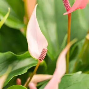 Anthurium andreanum Lilli