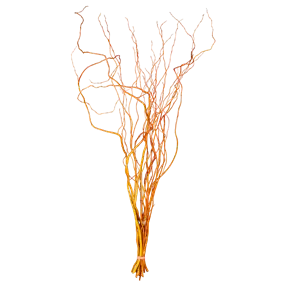 Korkenzieherweide Bund