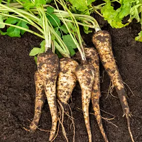 Petrosolinum tuberosum