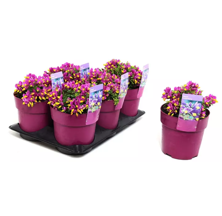 Kreuzblume 'Purple Passion'