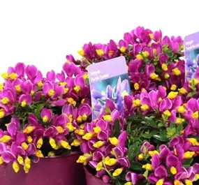 Polygala 'Purple Passion'